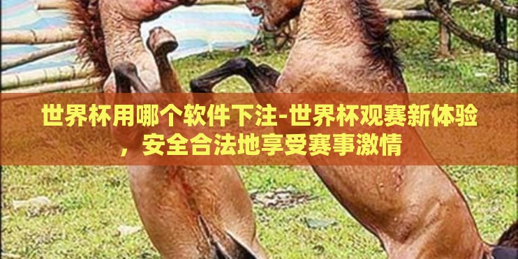 世界杯用哪个软件下注-世界杯观赛新体验，安全合法地享受赛事激情